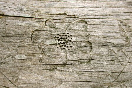 Grain wood grain wood texture