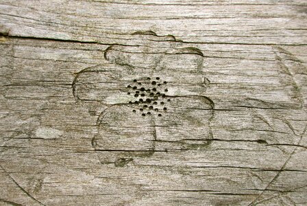 Grain wood grain wood texture photo