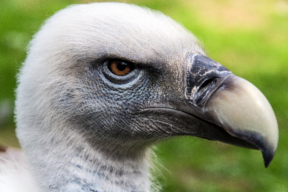 Bird of prey animal world raptor
