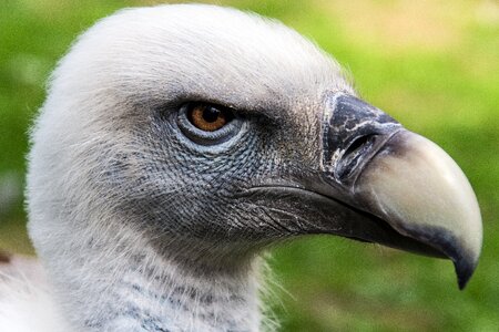 Bird of prey animal world raptor