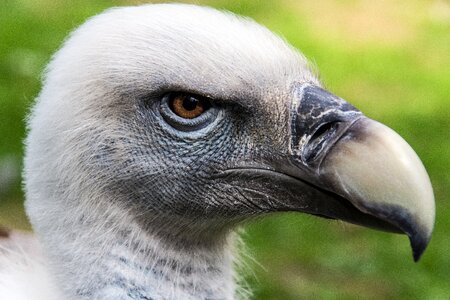 Bird of prey animal world raptor photo