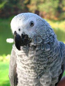 Gray beak blue