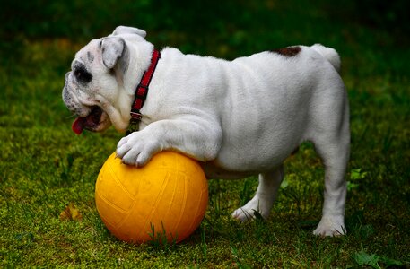 Pet ball game