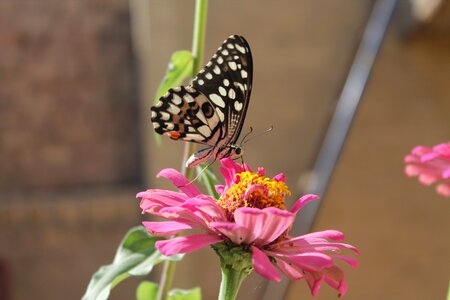 Butterfly flower pink photo