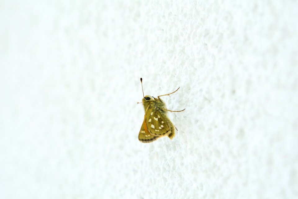 Skipper nature insect