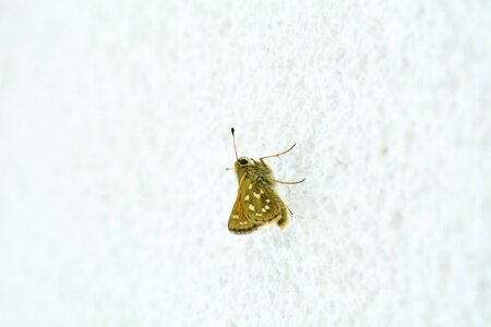 Skipper nature insect