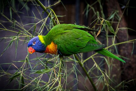 Parrot green plumage photo