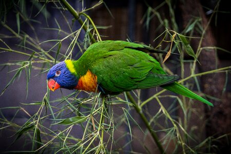Parrot green plumage
