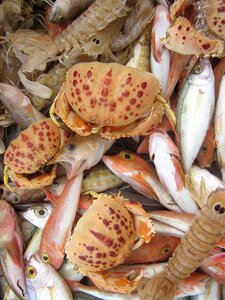 Food fish were offered