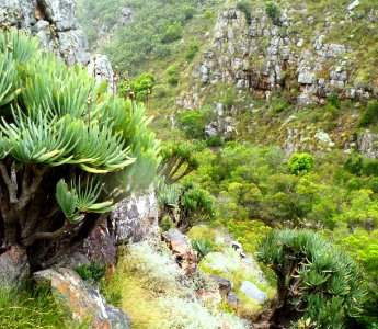 Valley of Fan Aloes - Western Cape mountains - South Africa
