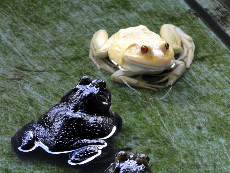 Frog albino Free photos