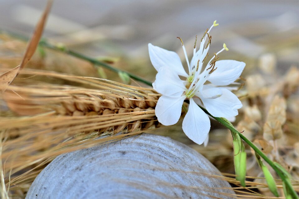 Decorative flowers table