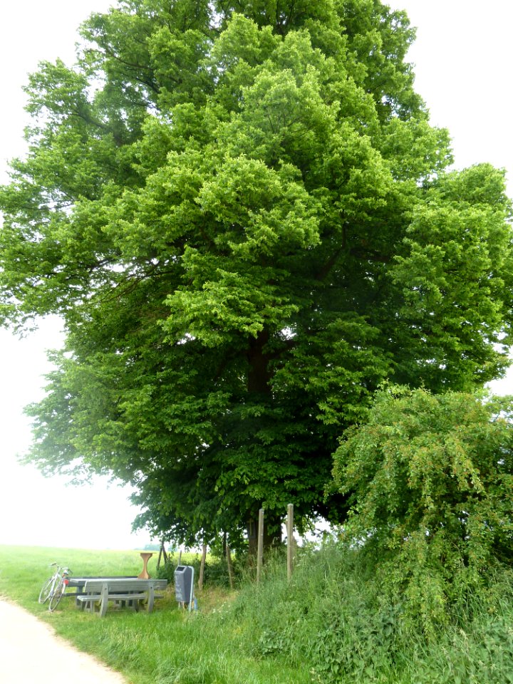 Val-Meer-Kwartjesboom (3)