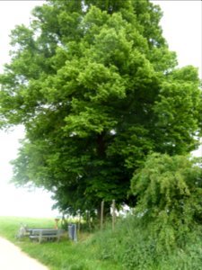 Val-Meer-Kwartjesboom (3)