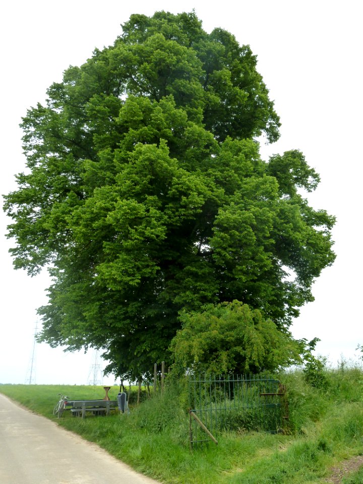 Val-Meer-Kwartjesboom (5)