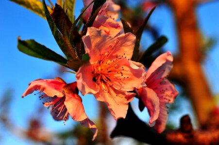 Sunset peach tree macro photography
