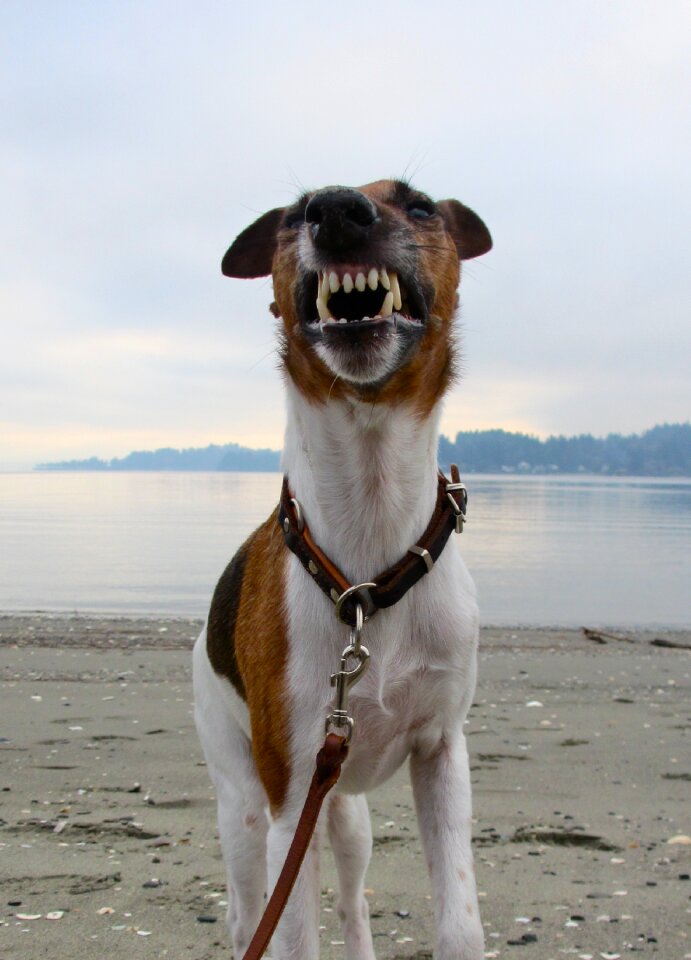 Short-haired teeth snarl