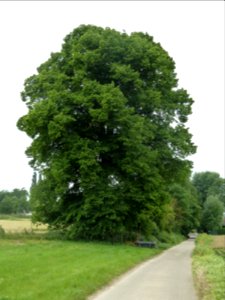 Val-Meer-Kwartjesboom (1)