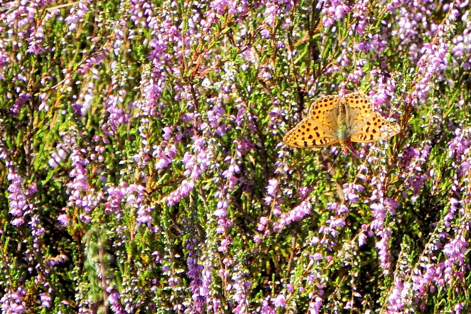 Landscape nature heather