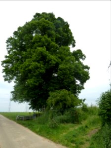 Val-Meer-Kwartjesboom (4)