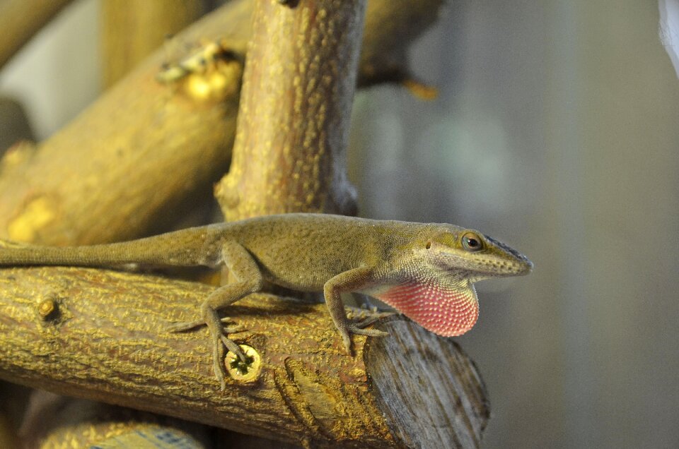 Terrariums anolis carolinensis lizards