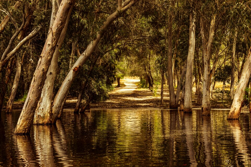 Trees reflections nature