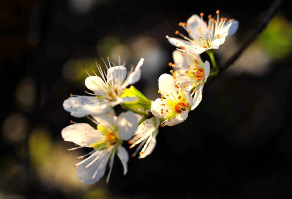 Branch macro flowering tree