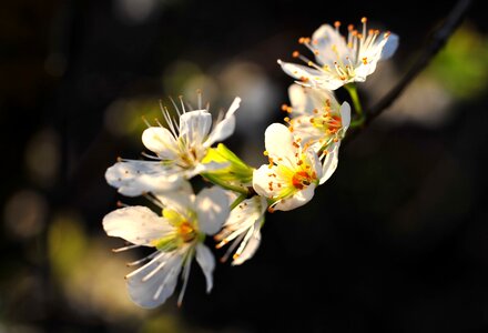 Branch macro flowering tree