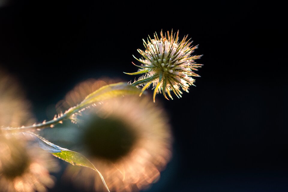 Nature blossom bloom