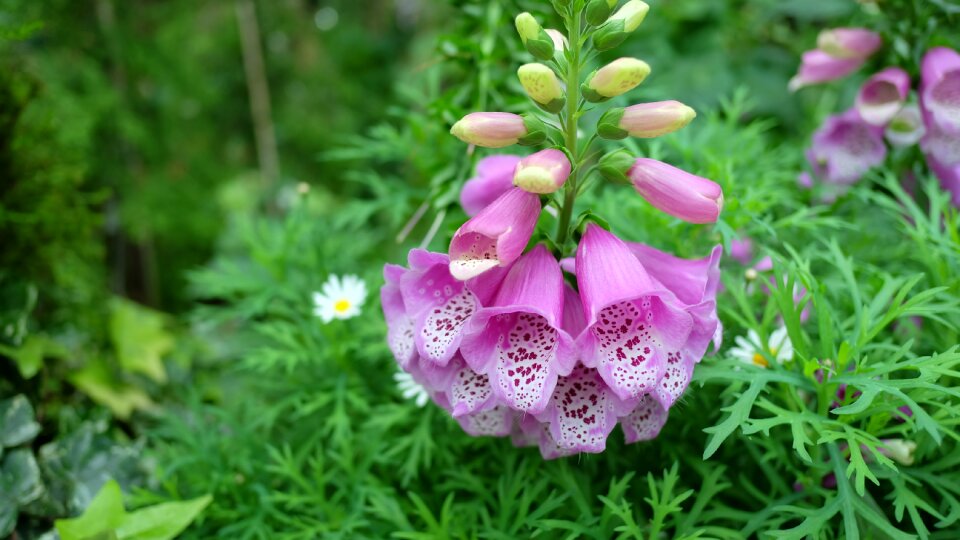 Garden plant asia photo