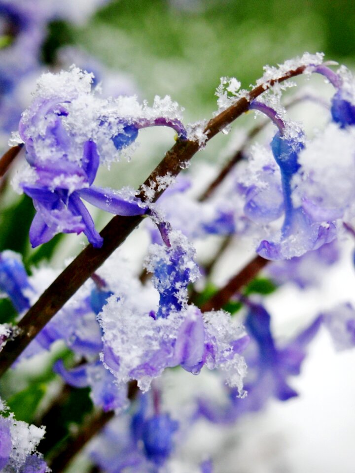 Spring snowstorm cold