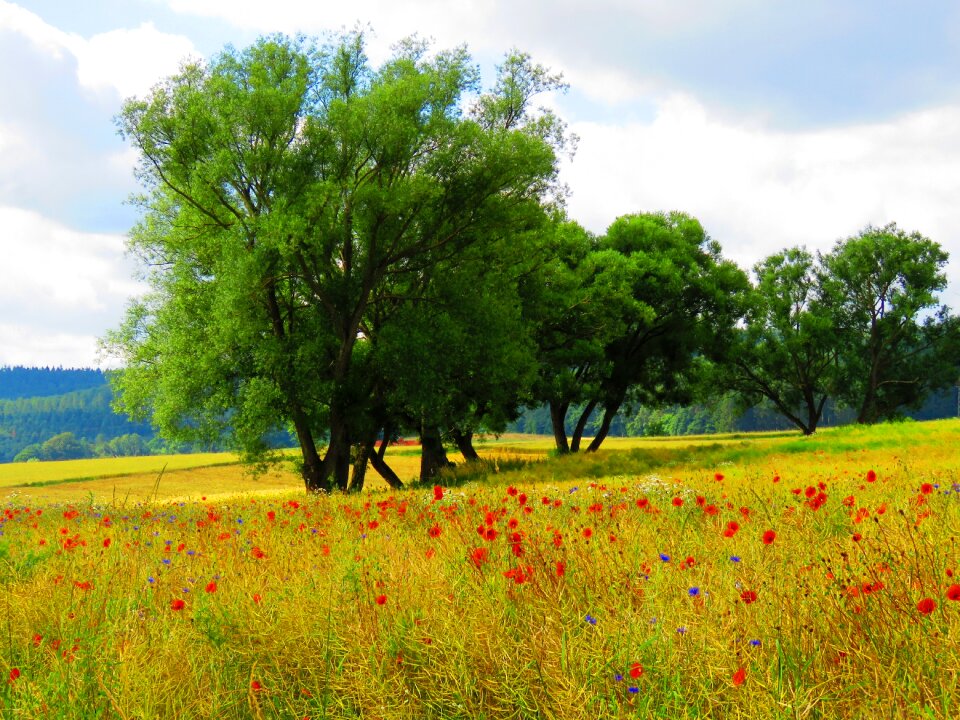 Field flower meadow trees
