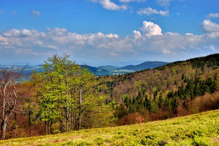 View tree tops photo