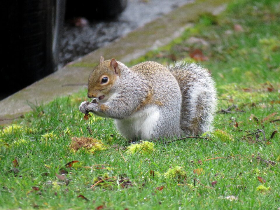 Animal furry eating