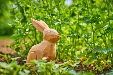 Rabbit cute easter photo