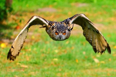 Animal nature dutch