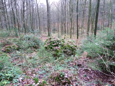 Vaals-Geologisch monument Sterrenstenen Vijlenerbosch (4)