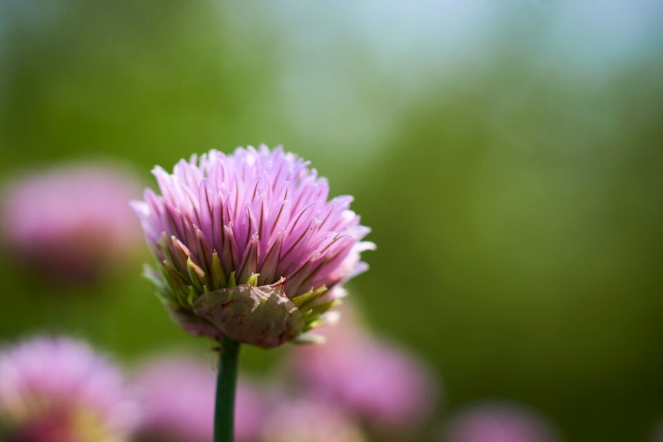 Bloom purple close up photo