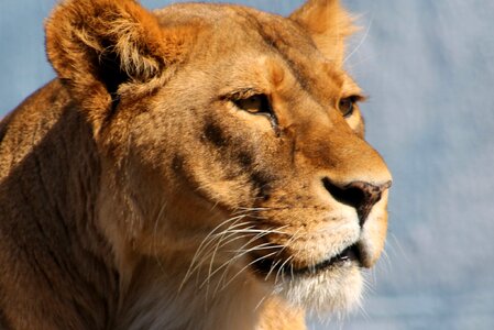 Lion cat wildlife photo