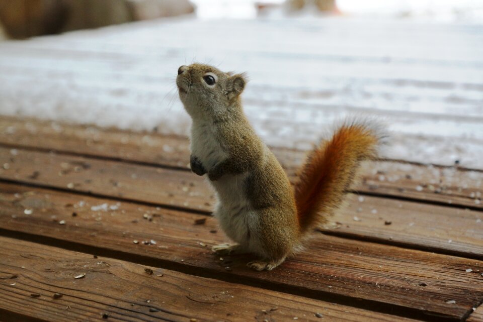 Lake wildlife cute