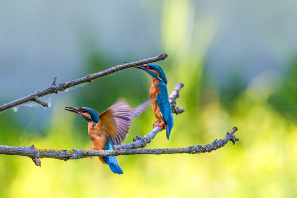 Nature plumage feather