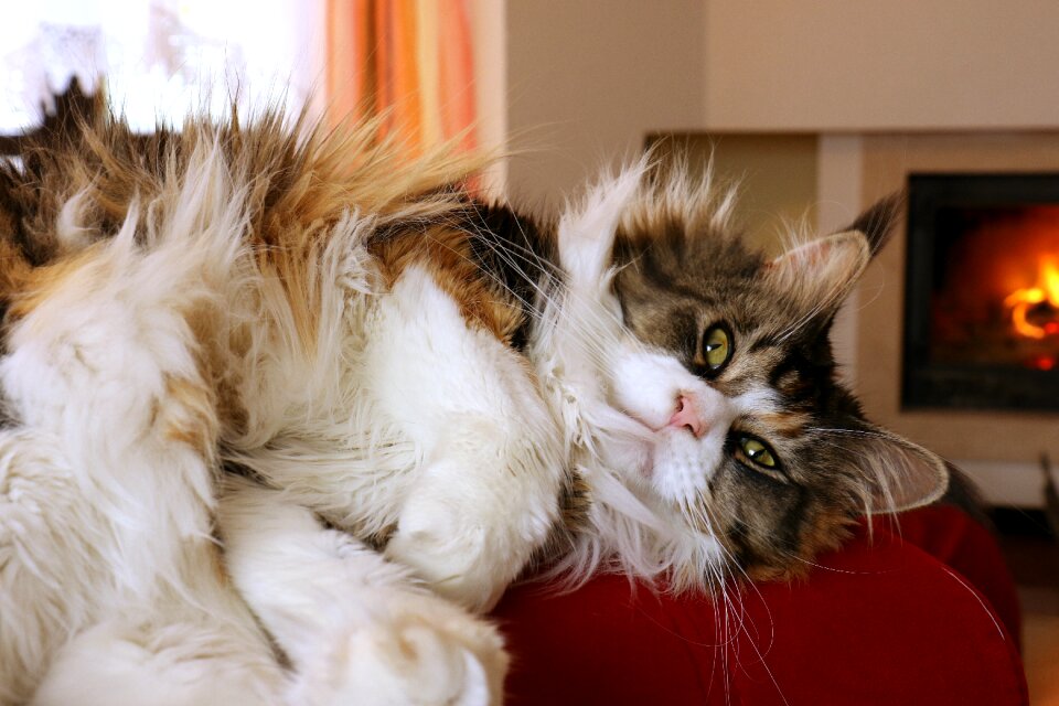 Look mustache cat's eyes