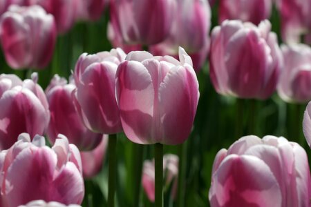Tulip festival ottawa tulip violet and white photo