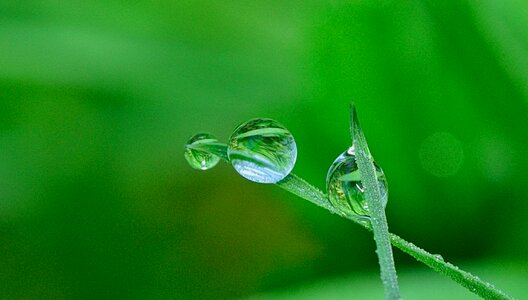 Plant green water photo