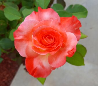 Rose brigadoon bloom photo