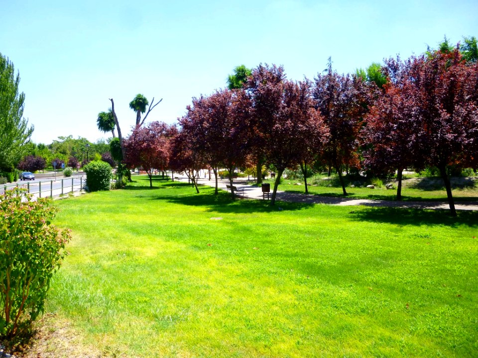Valdemoro - Parque de Enrique Tierno Galván 6