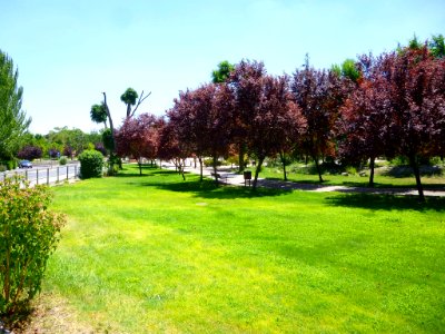 Valdemoro - Parque de Enrique Tierno Galván 6