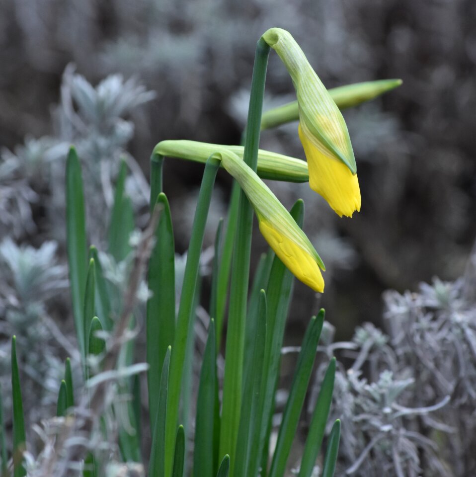 Spring yellow nature