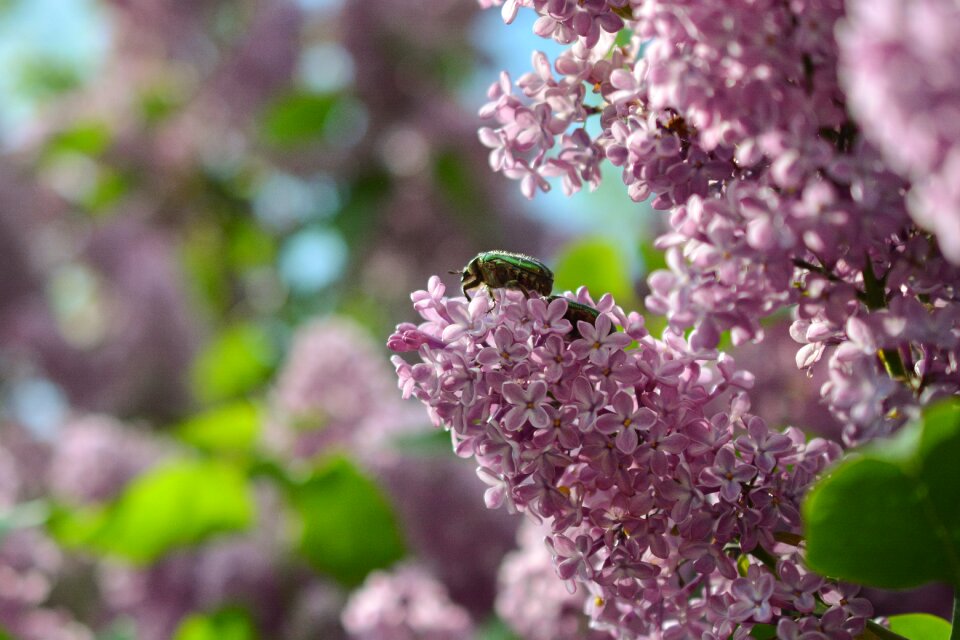 Zlatohlávek insect bush