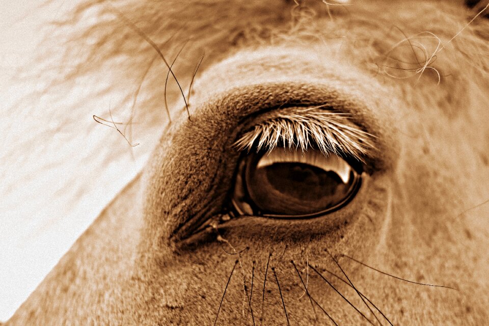 Horse head equine lashes